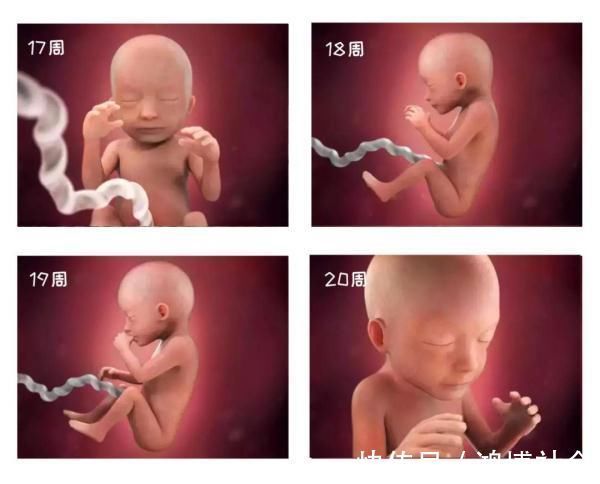 卵子|组图告诉你，怀孕1周到40周胎儿是怎么长大的，感叹生命的神奇