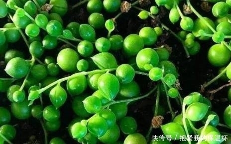 阳台上|这些花不能宠!越贱养越疯长,长不好就是你太勤快