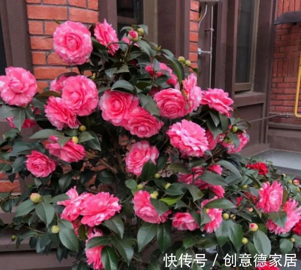 花芽|秋天养茶花,学会施肥“事半功倍”,不黄叶不掉苞,开花又大又美