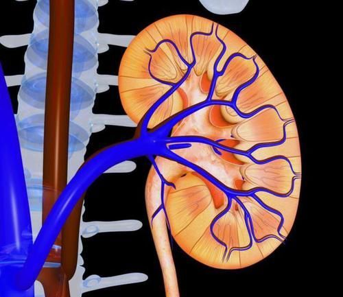  公开|肾内科医生公开4个养肾方法，早知道，少走很多弯路