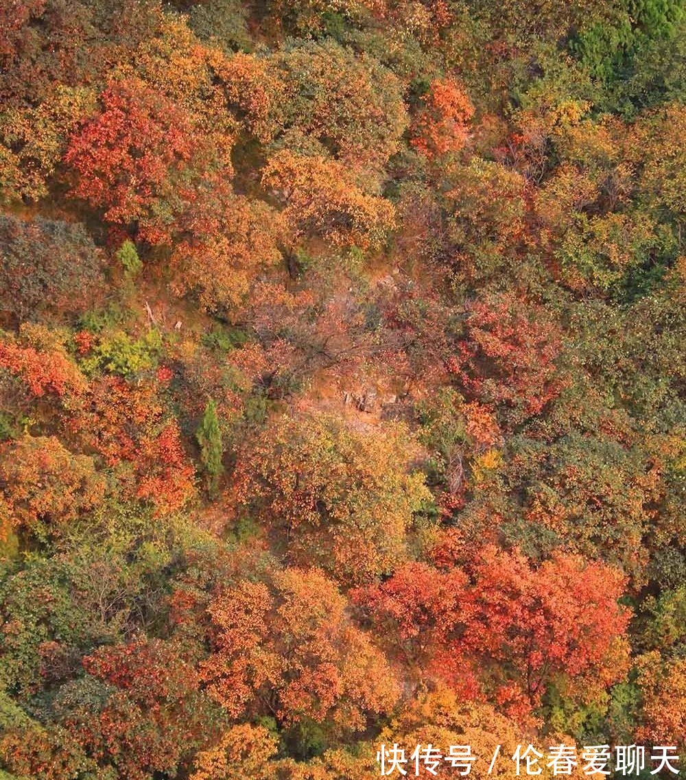 红叶|临朐石门坊的黄栌树叶红了，漫山遍野都是红艳的叶子