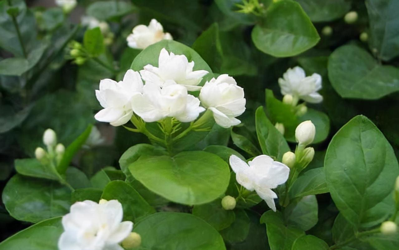 农历9月18霜降后,养什么花?家里养3种花,富贵安康幸福常伴