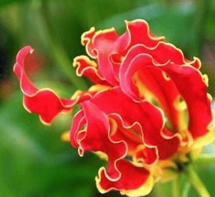 喜欢养花，不如养盆“珍稀花卉”嘉兰，如燃烧的火焰，艳丽而高雅