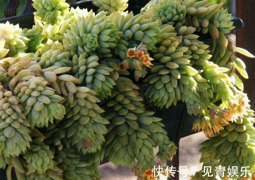 多肉千佛手怎么养更艳丽教你3个小妙招,养出最旺盛的千佛手