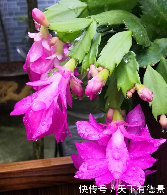 阳台养花学会“组合”,开花就像接力赛,这盆开完那盆开