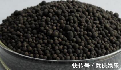 花盆|养殖长寿花,喂点“肥料”,一个月后就会很快“爆盆”