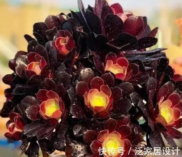 植株|号称“巨无霸”的3种多肉，好养护易群生，小半年长成脸盆大