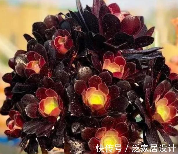 植株|号称“巨无霸”的3种多肉,好养护易群生,小半年长成脸盆大