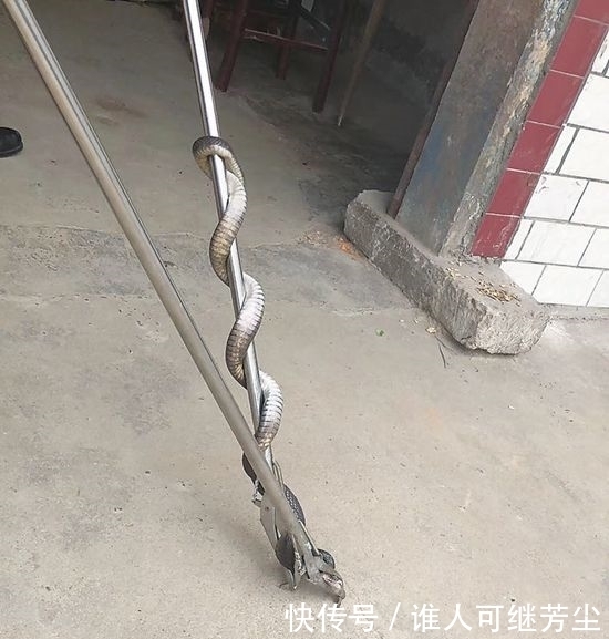 古人|古人说“蛇绕梁三日,得富千年”,蛇进家是好事吗?