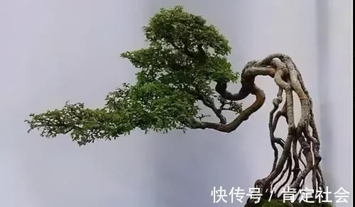 沙土|提根盆景的制作并不难,但做到了极致,以根代干,可以从头美到脚