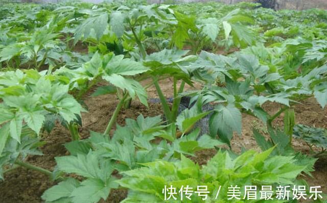 护肝|健康的人常吃3种食物,可以排毒护肝,安神助眠增强体质