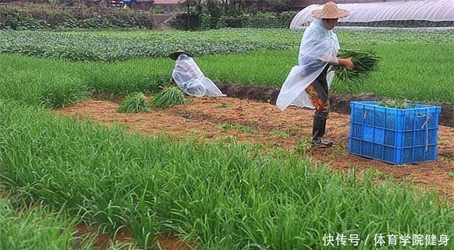 如何种植韭菜，您都知道吗浅谈韭菜的种植方法！