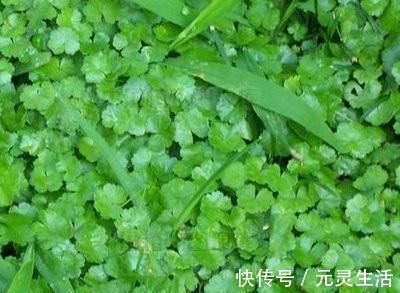 良方|老屋边的野草，别当杂草除掉了，它是菜也是药，是民间治肝炎良方