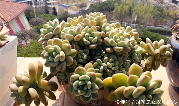 阳台的多肉怎么养才漂亮7个细节做到了，效果就是不一样！