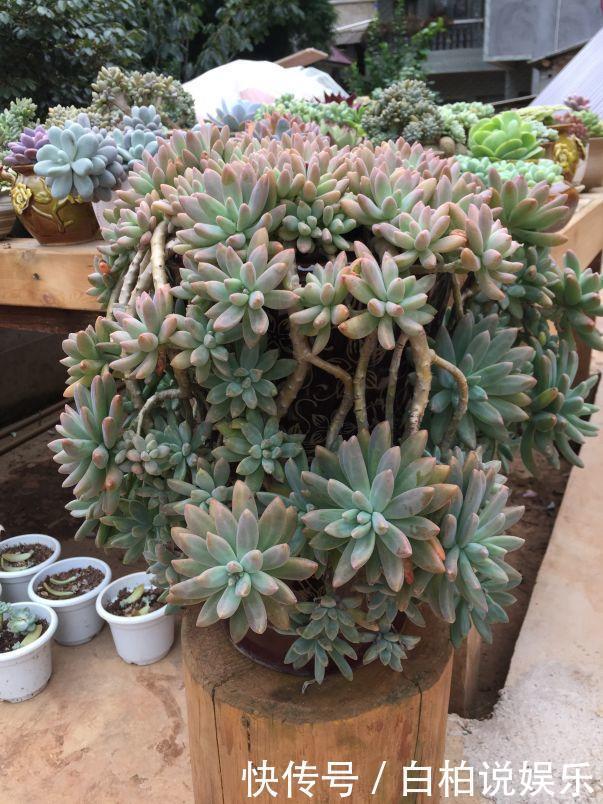 女婿在楼顶养多肉,村里人都跑来参观,丈母娘高兴坏了!