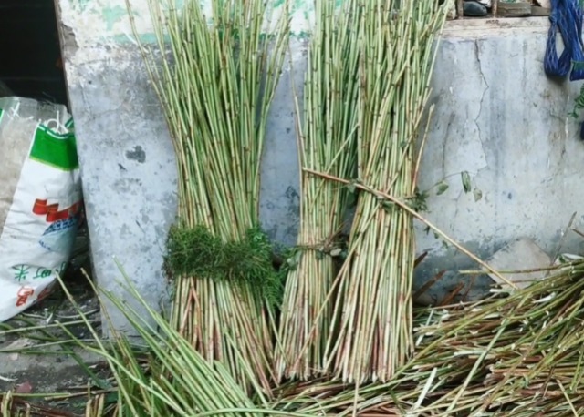 长在路边的植物,茎里藏着“白粉条”,剥出来一斤能卖五六十块钱