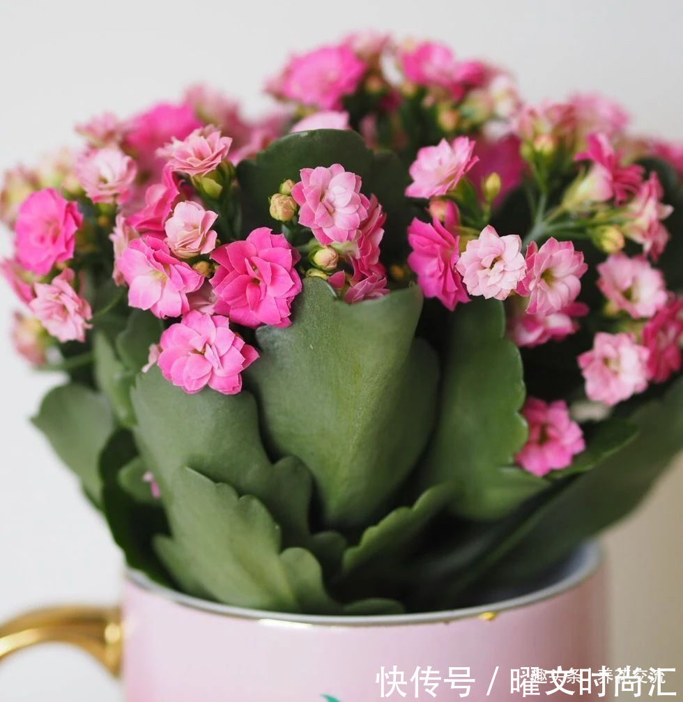 10种适合在秋季购买的盆栽花卉,提前买好,冬春时节持续有花开