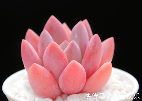 土壤|多肉奥普琳娜如何叶插教你3个小步骤,不仅快速生根越长越茂盛