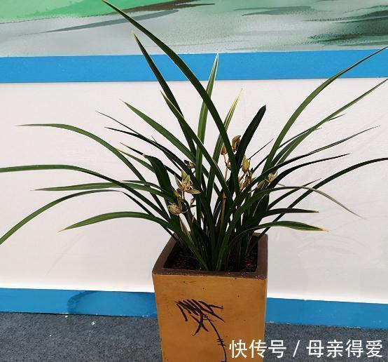 中国七大兰花,开花时间香味各不同,你知道几个