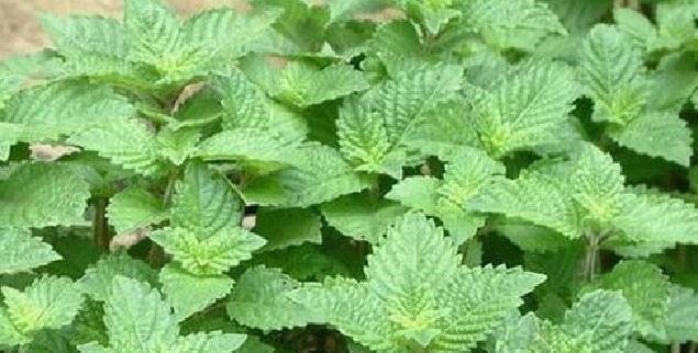 肾炎|这野草,人称“肾炎草”,是极品中药,农村很常见,遇见请重视