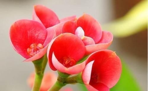 天竺葵|养此4种花,插枝就能活,养护容易,全年开花,室内也能种