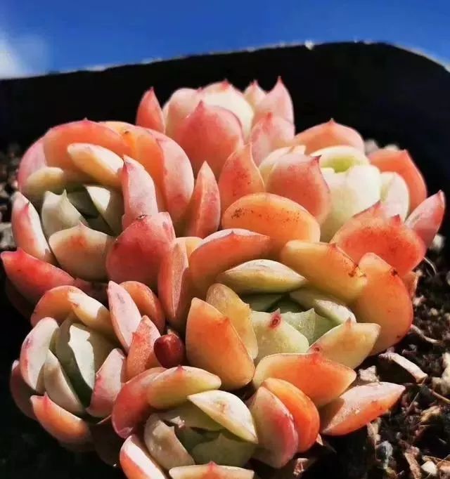 养护多肉植物的新手会遇到的问题,今天一次说个够,让肉友们不再