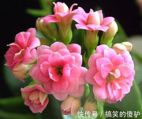 家家都养的长寿花、蟹爪兰，入秋这样养护，花期提前能开好几茬