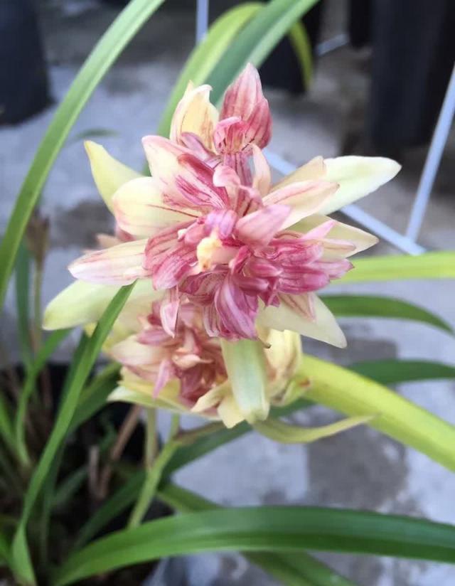 它被誉为“小劳模”,一年能开四五次,花姿雅致,新手也能养爆盆