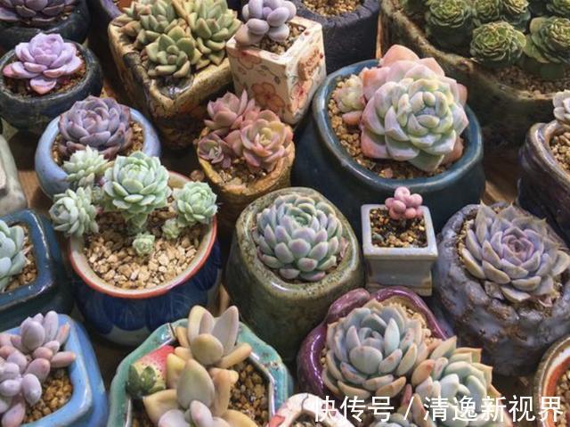夏季|夏季,多肉植物进入“休眠期”,3个养护要点学好,叶片变肥厚!