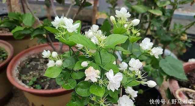 酸性物质|养茉莉花,做好“2点”,浇水跟上,四季不断长,开花就爆盆