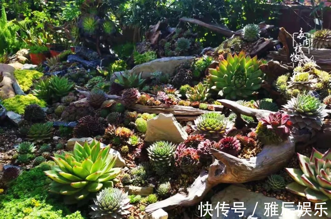 框子|这多肉拼盘这么仙!如何制作达人手把手教你制作长生草拼盘!