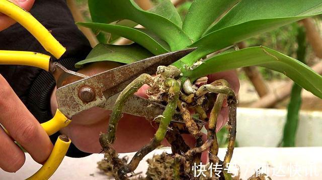 公认“难养”的5种花,没有10年以上的养花经验,建议别买