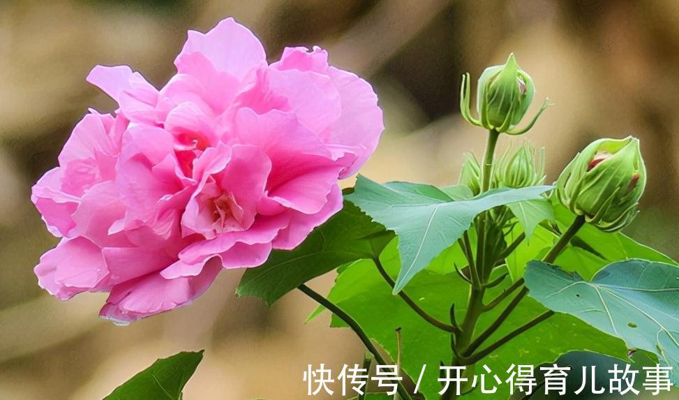 花若丹凤之冠|名字好听的15种花，你见过几个