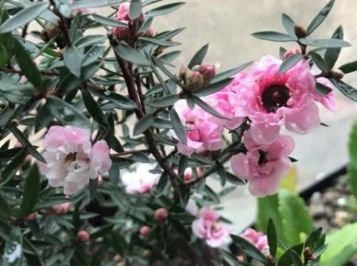 此花名字里带“松、梅”二字，却不抗冻，适合春天培育