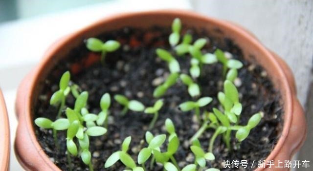 养花就养1盆它,种子撒盆里,1周发芽,开花多,从春开到秋!