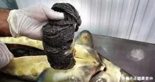 日本人评出“不想不敢吃”的5大中国菜,在中国卖出“天价”