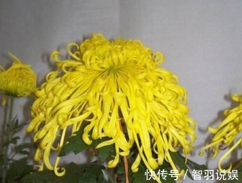 客厅养花，不如养几盆“金色的花”，既好看，又显得“高大上”