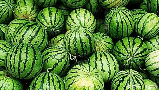 冬瓜、西瓜、南瓜，为什么没有北瓜？其实北瓜我们经常吃