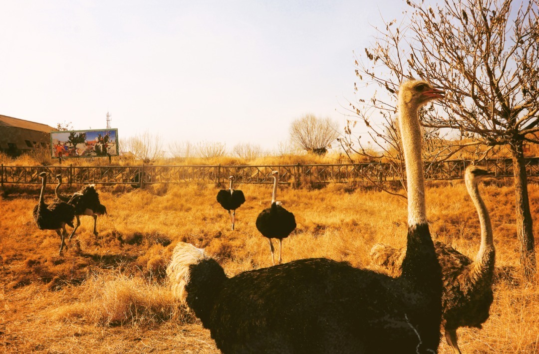 脚踏|一路银川,水洞沟遗址脚踏黄土来,机关四起藏兵洞