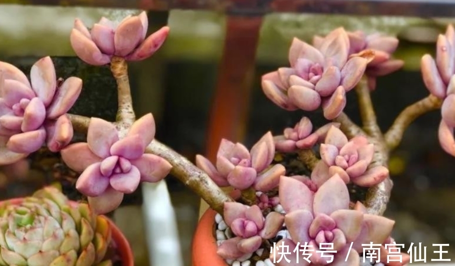 姬胧月|初冬养多肉,有这4款别急着往屋里搬,冻一冻,茎叶更肥美