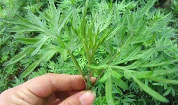 野草|田间没人要的野草,却是腰间盘突出的“救命草”,不妨一起了解下