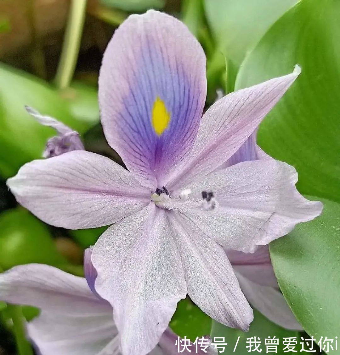 养花知识这花是个大“祸害”,20元一棵还有人买,到底为啥