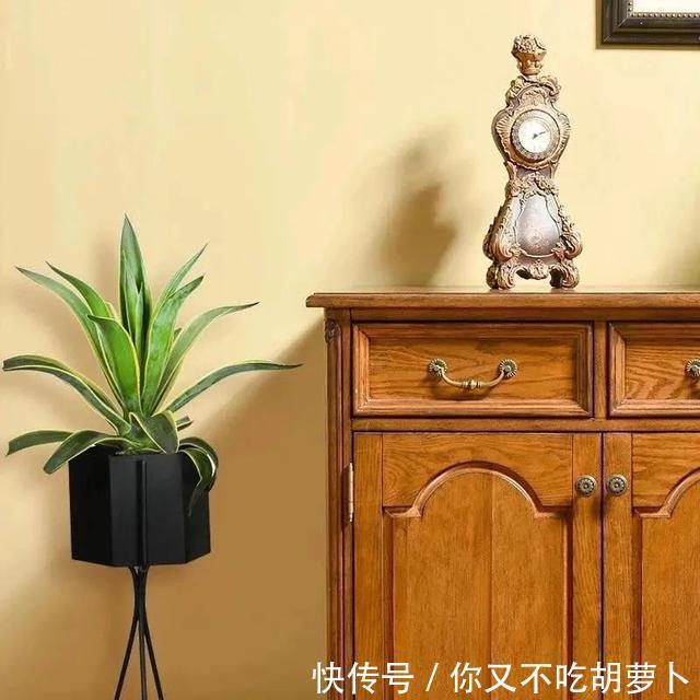 卧室养花就选这八种，安神又助眠，卧室摆几盆，一夜好梦睡得香