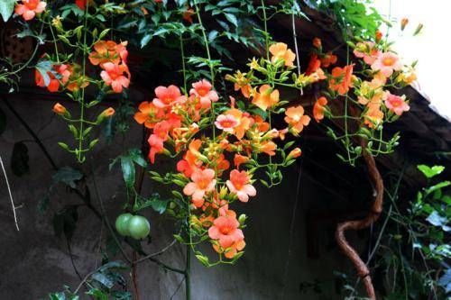 有个小阳台不要错过4种花,春天猛长新叶和花苞,邻居看了都羡慕