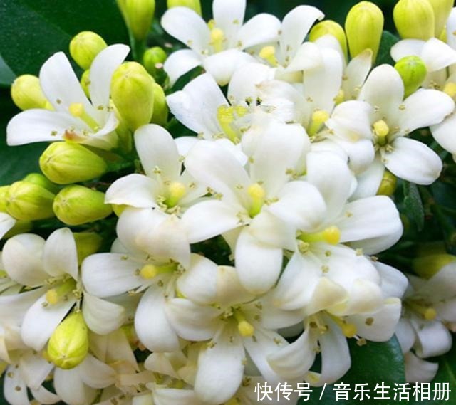 别再种桂花了!此花比绿萝还好养,花开200天,号称天下第一香!