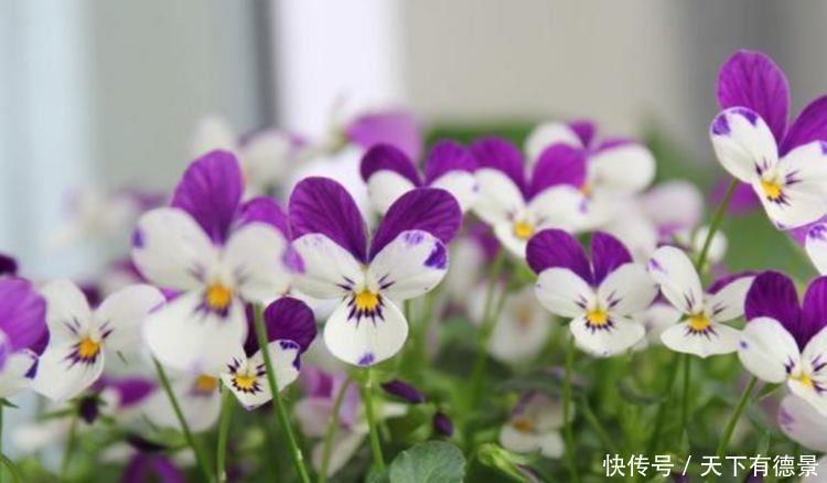 4种花深受花友喜爱,开花爆盆很简单,一开花就停不下来