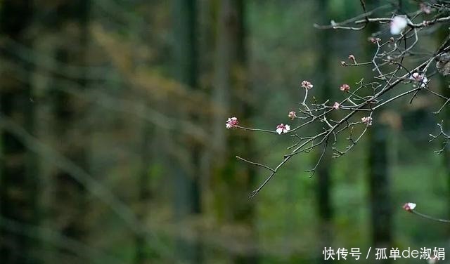 麦积山|立冬后的麦积山色，虽憔悴却依然风韵隐隐