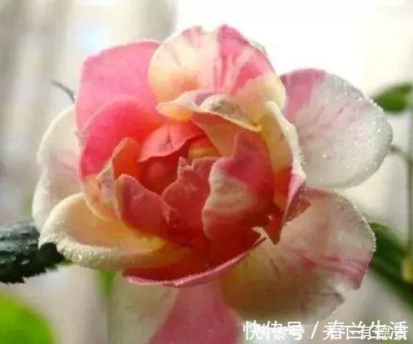 4种花是花卉中的“佼佼者”，花朵仙又美，全年开花不断