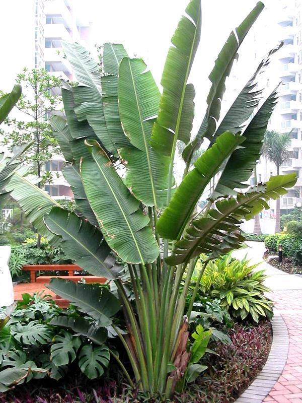 此花是沙漠中的希望,叶子翠绿郁郁葱葱,可以指导正确的方向!