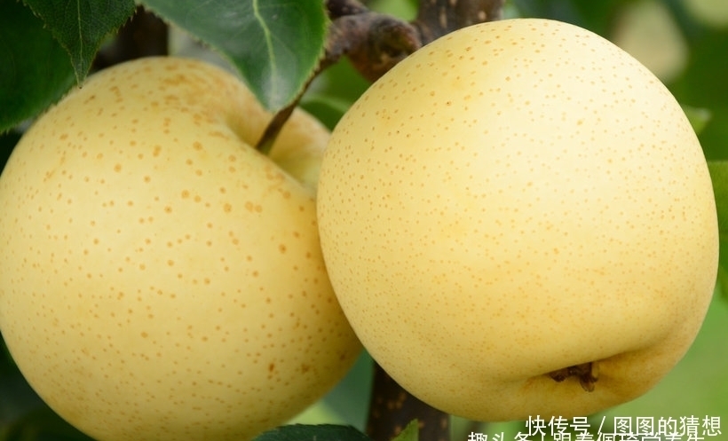 每天坚持食用一个此水果,肠胃好了,肝脏好了